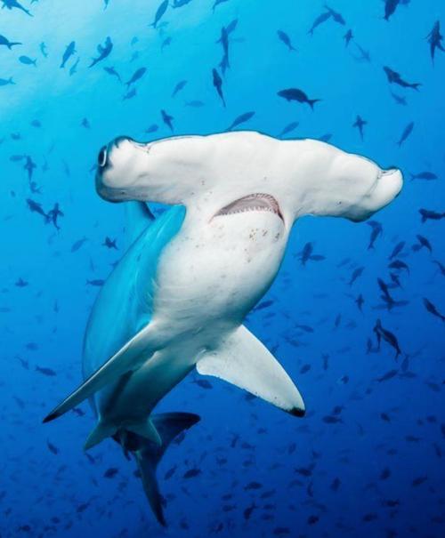 双巨锤头鲨