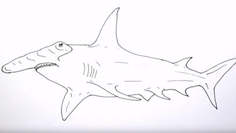 我想画画锤头鲨
