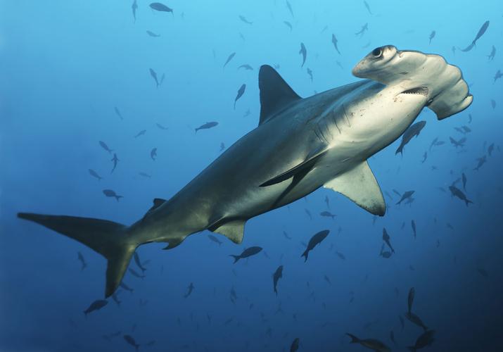 锤头鲨的鲨鱼图片