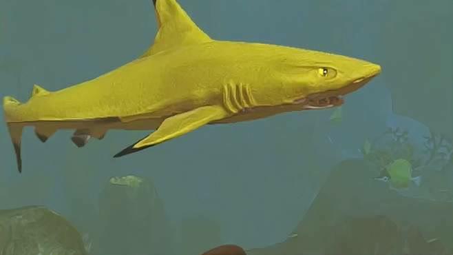 黄金锤头鲨